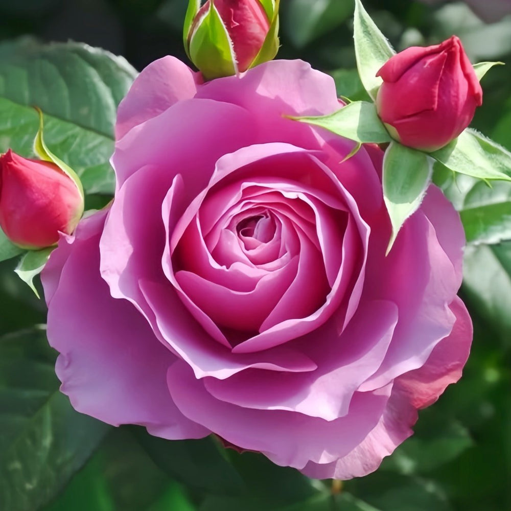 Syrinx Rose Plant|西林克斯 image 3