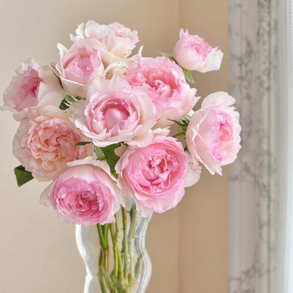 M-Perzik Rose Plant｜佩尔朱克 image 6