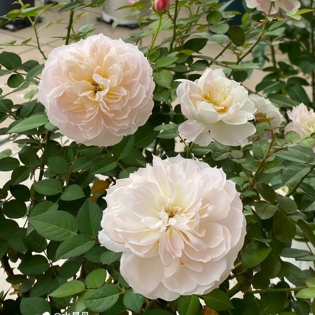 Youqing Rose Plant|有晴 image 4
