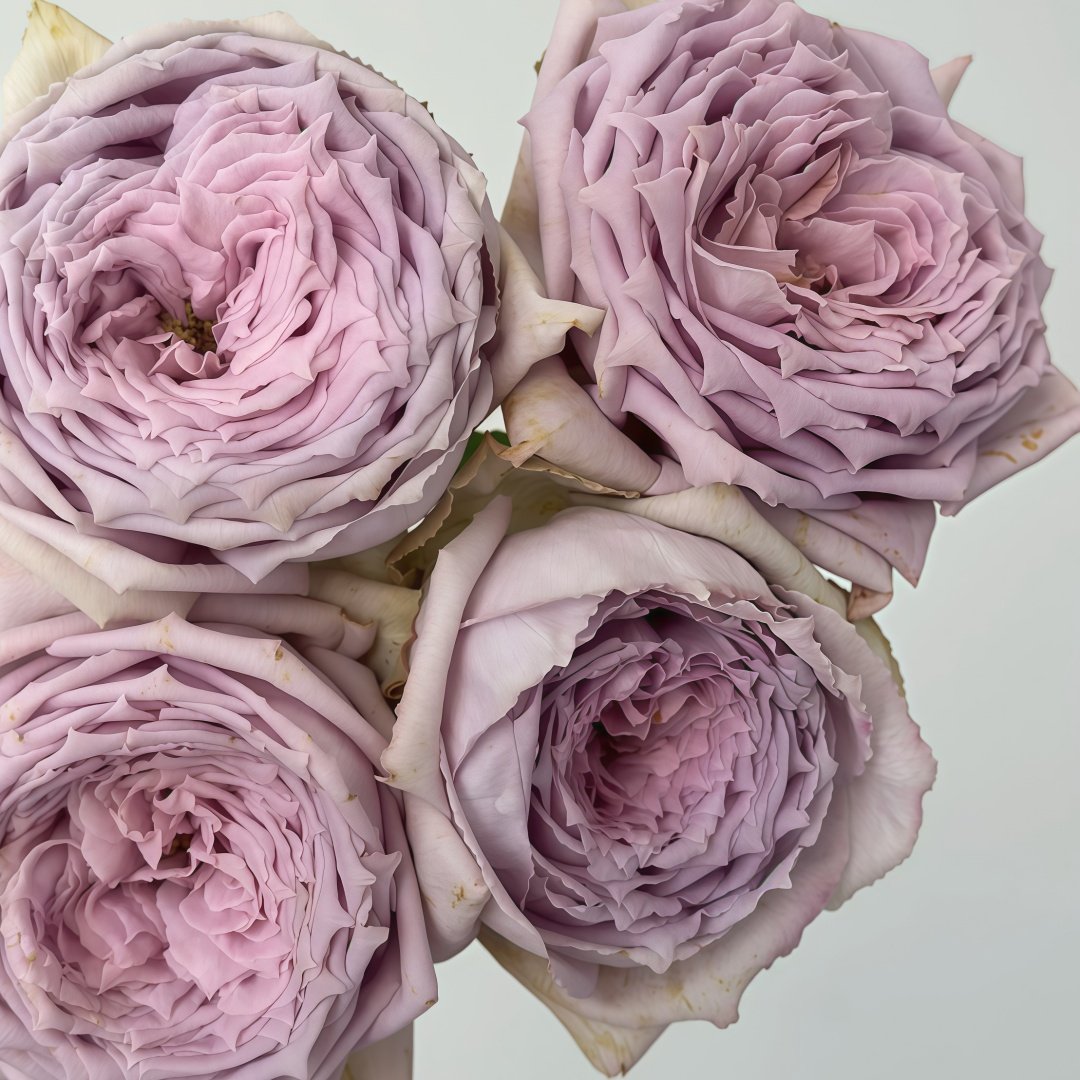 Madam Kayoko Rose Plant|紫色故事 image 9