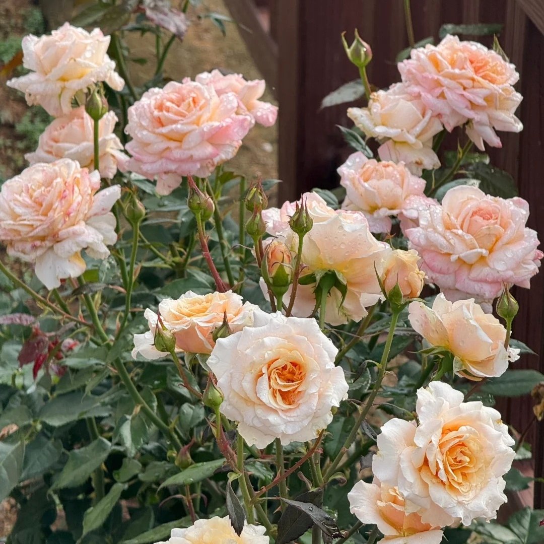 Grossherzogin Luise Rose Plant|大公夫人 image 9