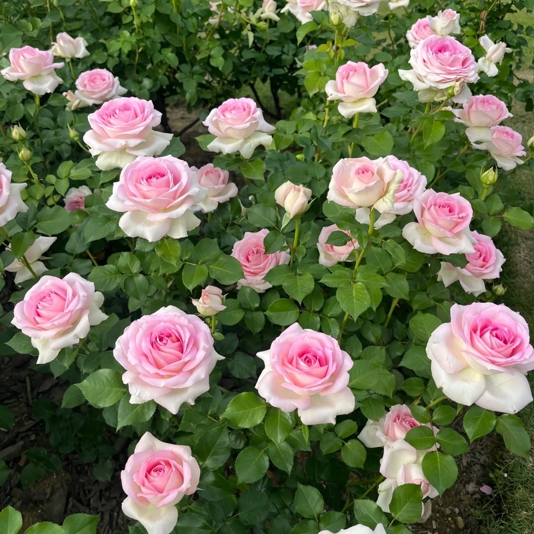 Ragazza Rose Plant|米兰少女 image 9