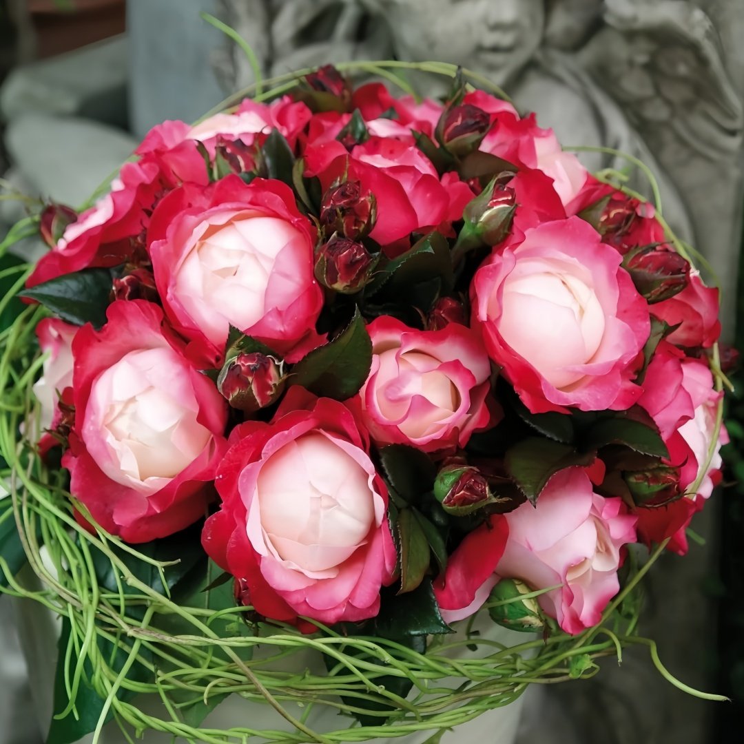 Nostalgie Rose Plant|乡愁 image 9