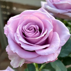 Nightingale Rose Plant｜紫霞仙子 image 2