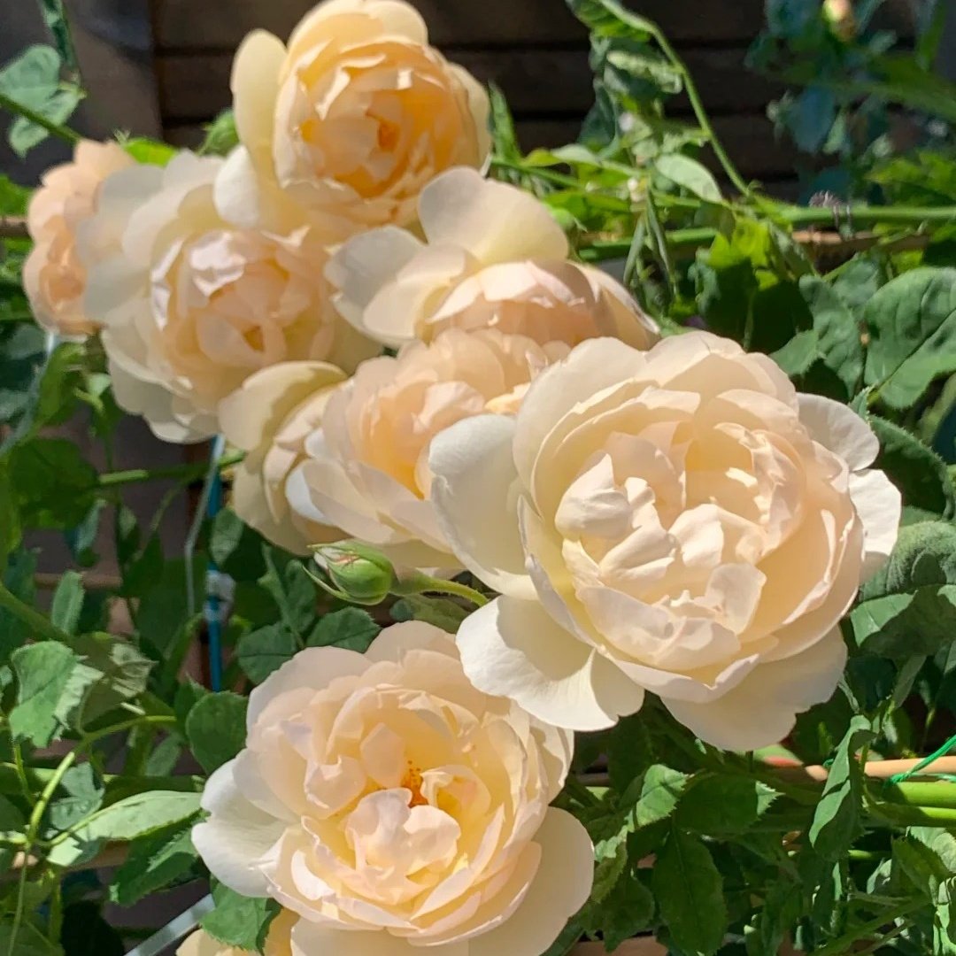 Wollerton Old Hall Rose Plant|沃勒顿老庄园 image 7
