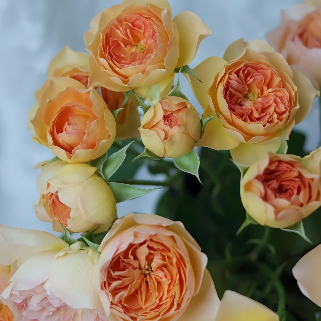 Tsukitohana Rose Plant|花月/月亮之花 image 9