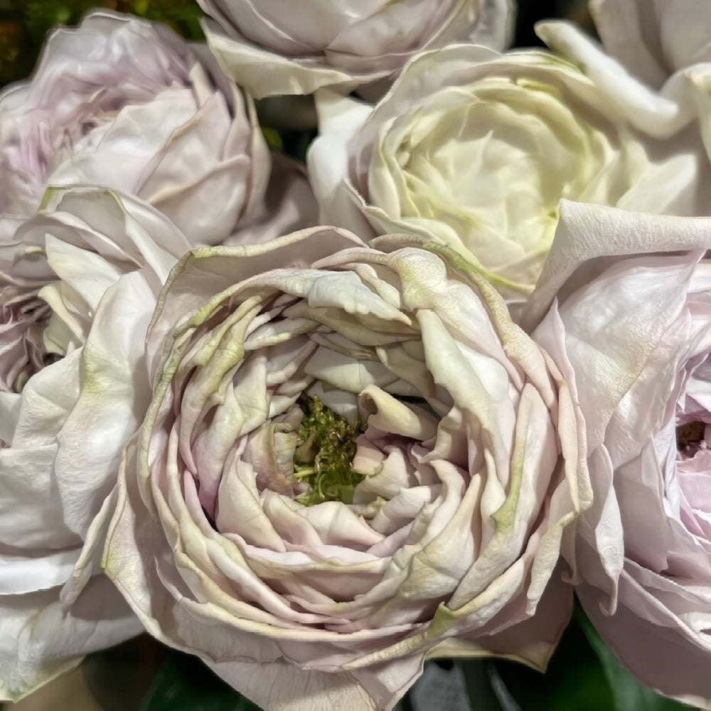Shelvers Rose Plant | 贝壳花瓶 image 6