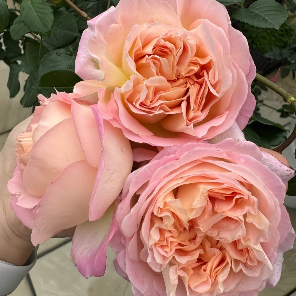 Aube Rose Plant｜破晓 image 9