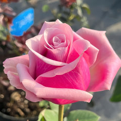 Prime Time Rose Plant|黄金时间 image 2