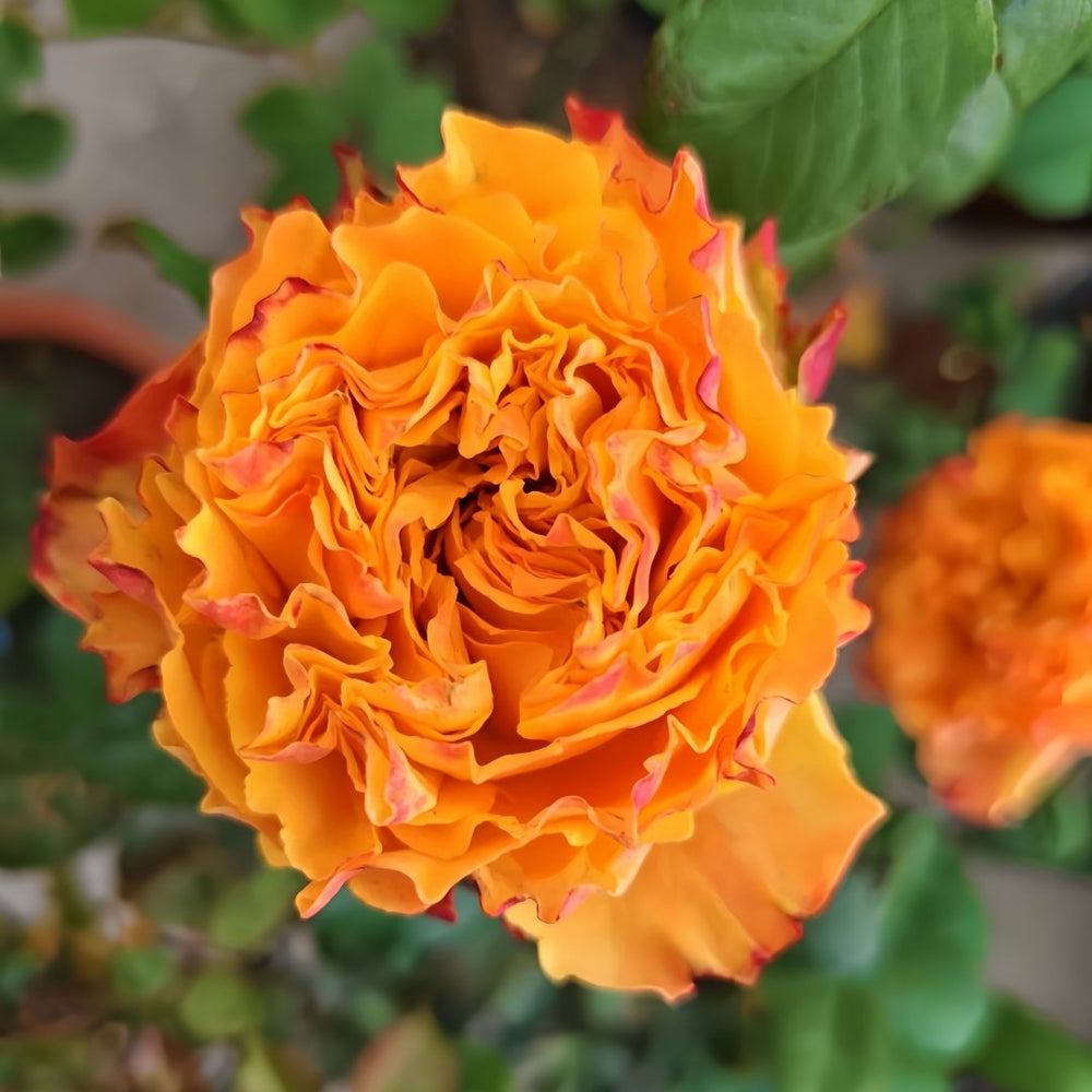 Mango Lieber Rose Plant|芒果酒吧/芒果丽娃 image 8
