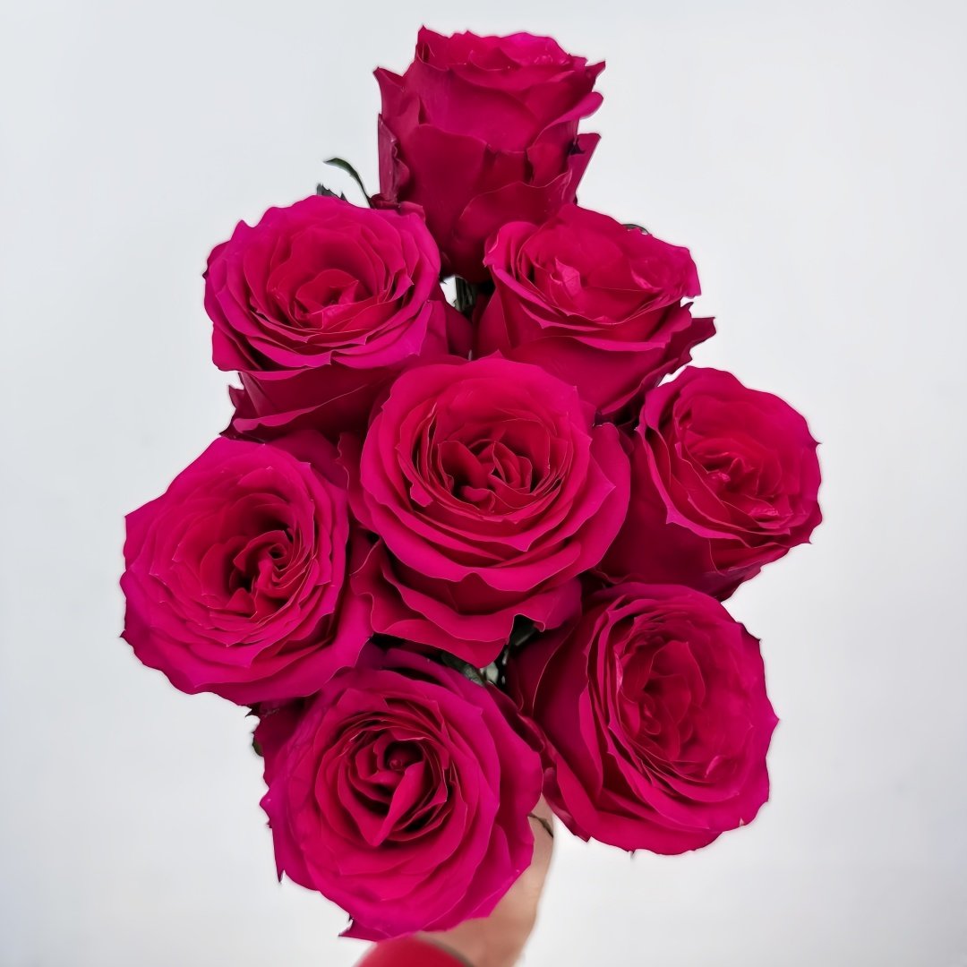 Good Vibes Rose Plant|好感觉/氛围感 image 7
