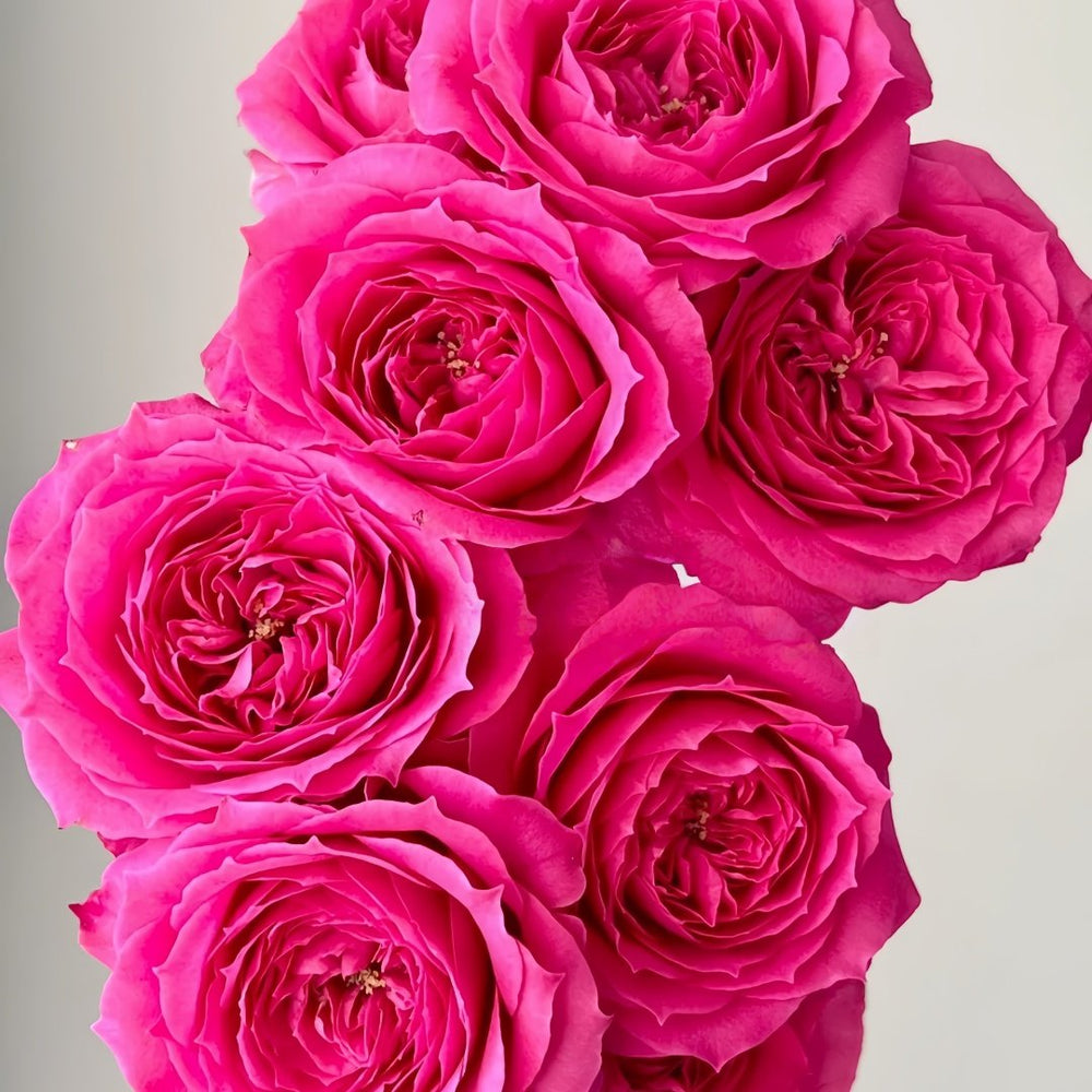 Baby Sophie Rose Plant｜苏菲宝贝 image 5