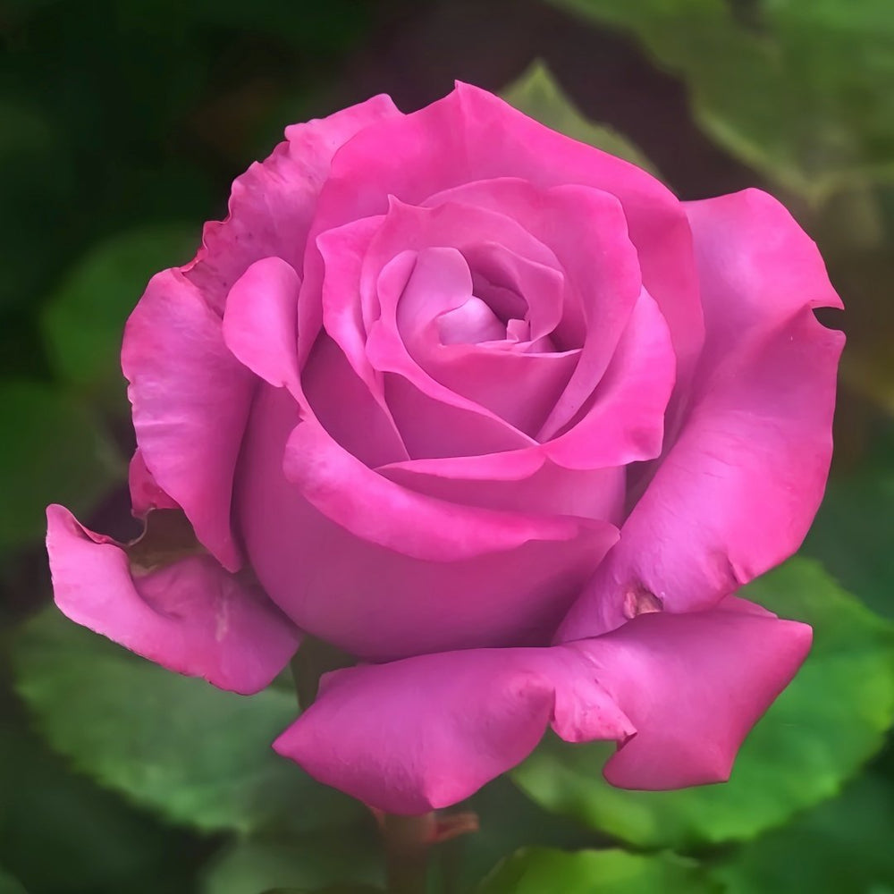 Maritim Rose Plant|玛丽蒂姆/玛丽提姆 image 7