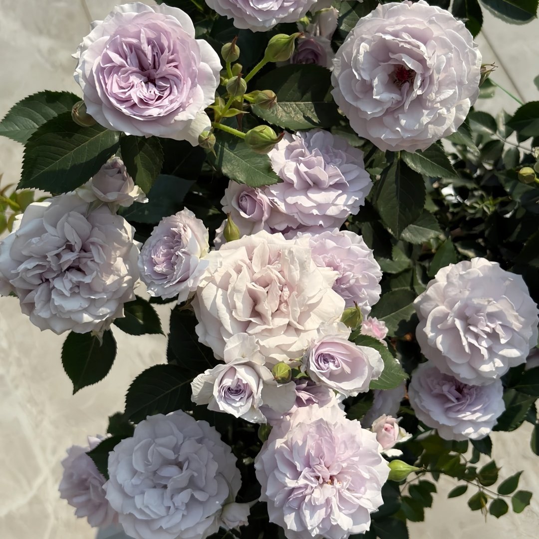 Qise rose plant｜霁色 image 5