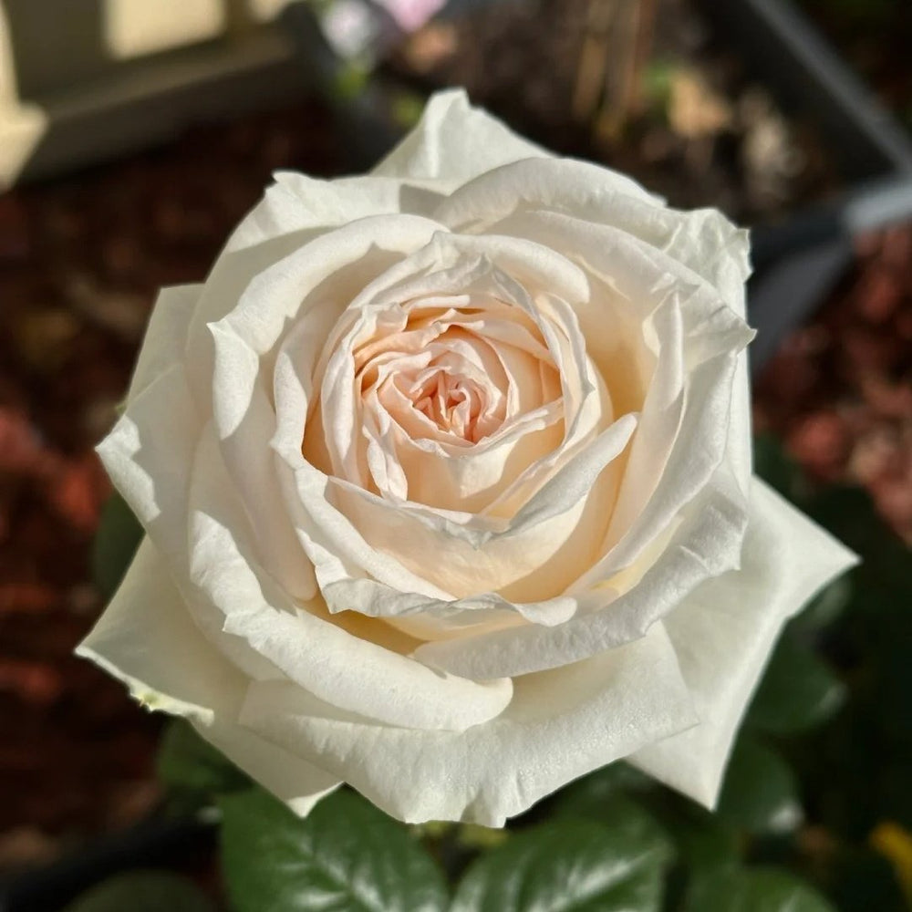 Madame Anisette Rose Plant|茴香酒夫人 image 4