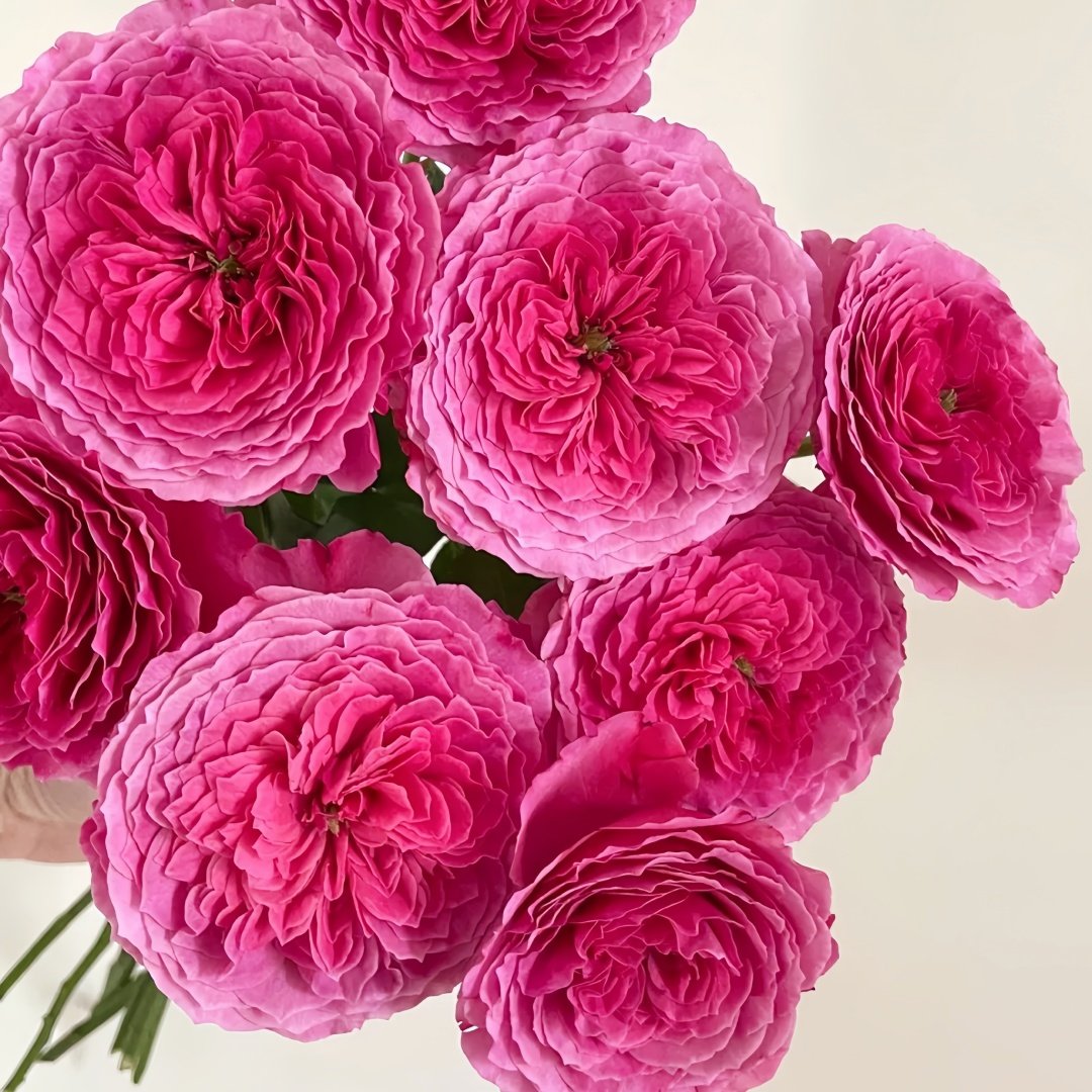 Abdiel Rose Plant｜神仆天使 image 1