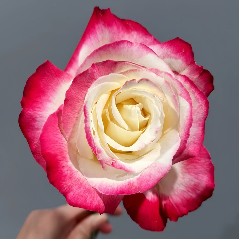 Double Delight Rose Plant｜红双喜 image 1