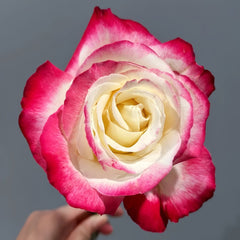 Double Delight Rose Plant｜红双喜 image 1