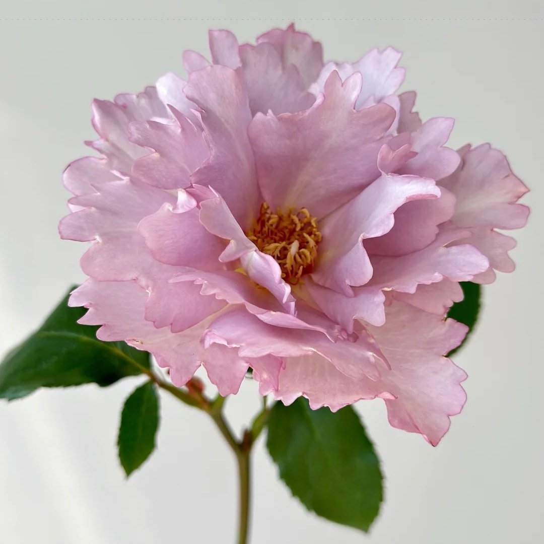 Couture Rose Tilia Rose Plant | 玫瑰时装 image 5