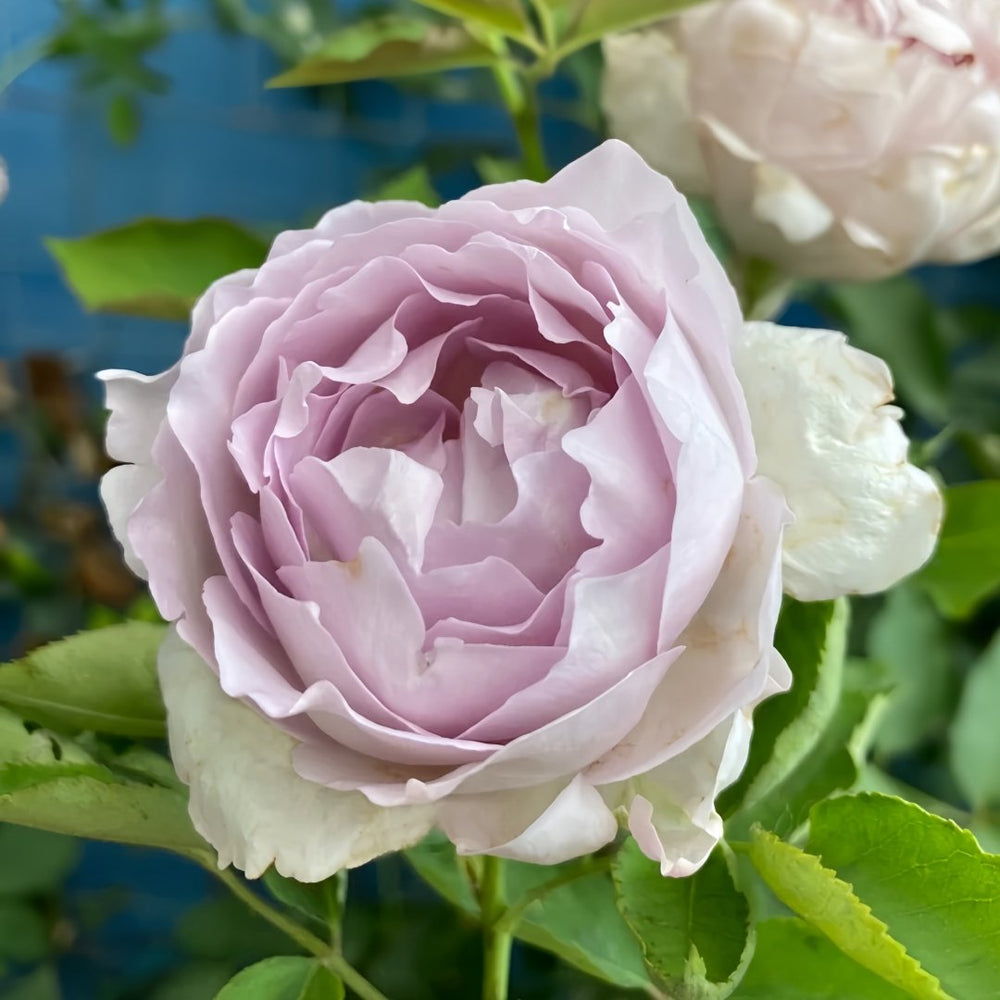Lucifer Rose Plant｜路西法 image 2