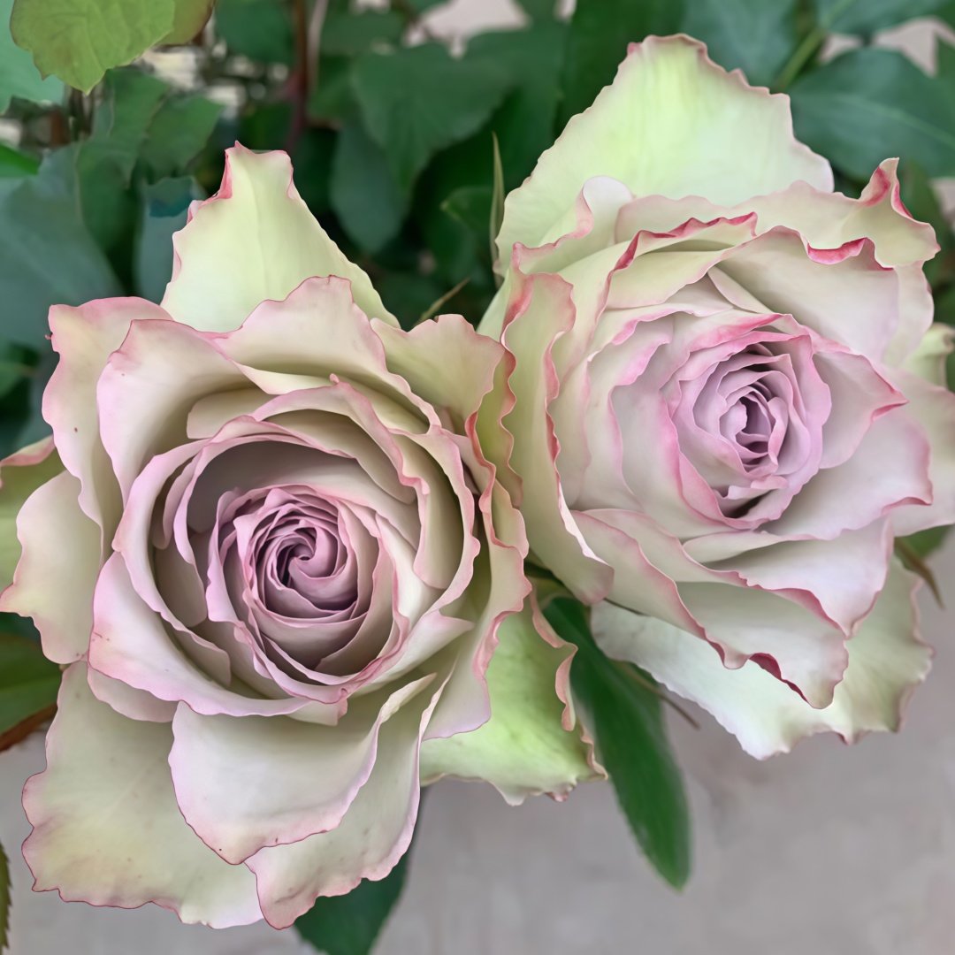 Lapis Veil Rose Plant | 青金石面纱 image 8