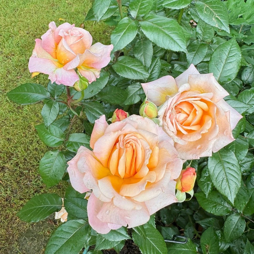 Grossherzogin Luise Rose Plant|大公夫人 image 12