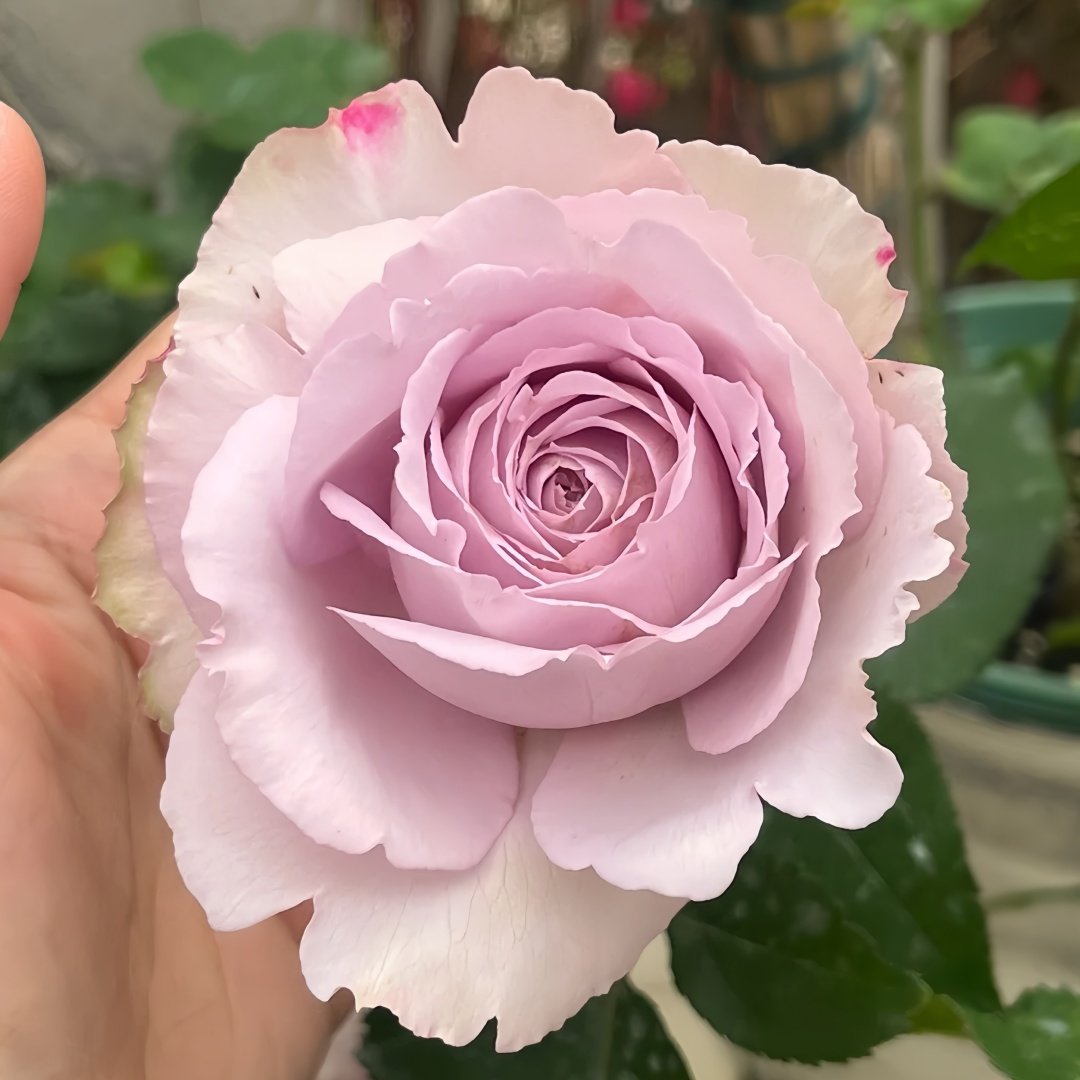 Madam Kayoko Rose Plant|紫色故事 image 6