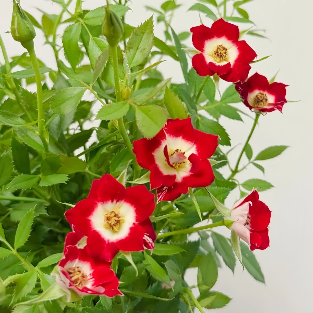 Little Artist Rose Plant|小画家 image 5