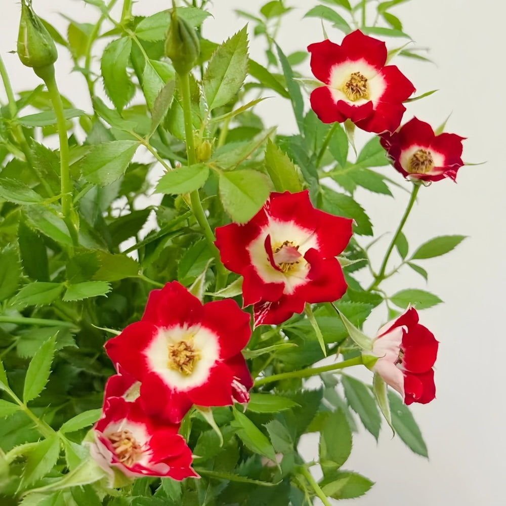 Little Artist Rose Plant|小画家 image 5