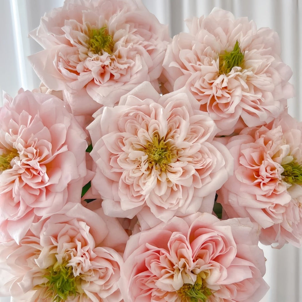 Solahana Rose Plant|天空 image 8