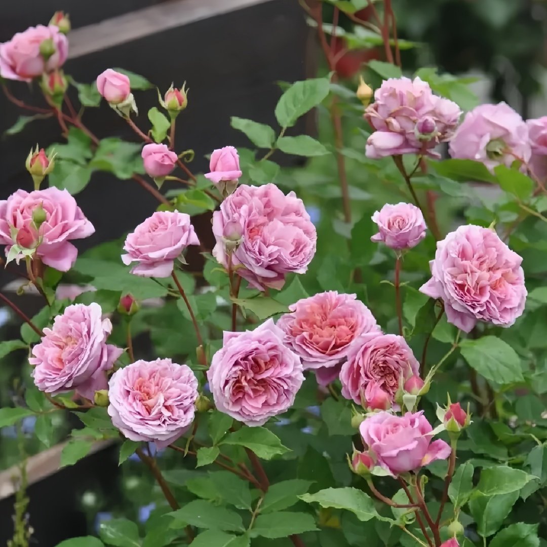 Robe à la française Rose Plant｜法国礼服 image 6