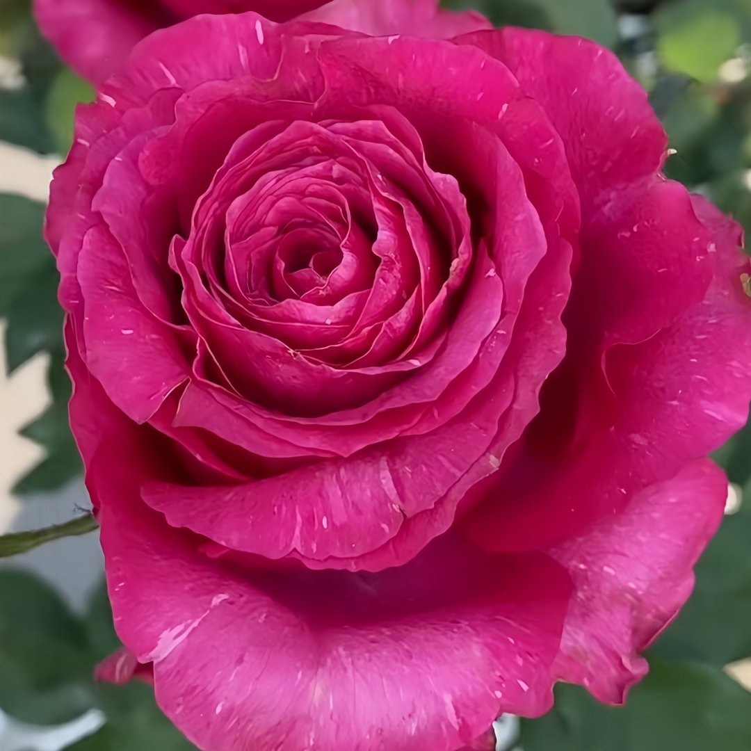 Hotspot Rose Plant｜热点 image 8