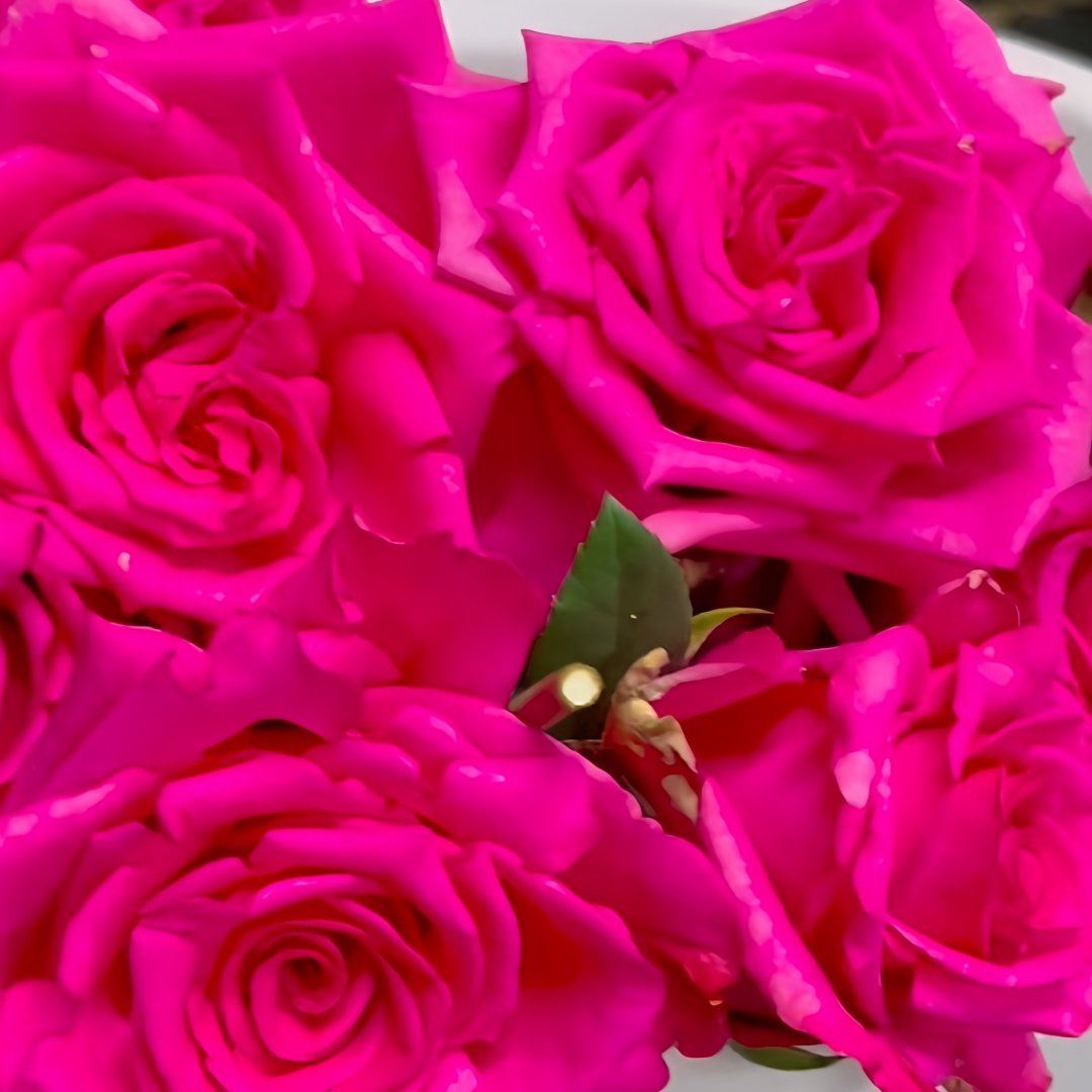 Hot Explorer Rose Plant|热情探险家 image 4