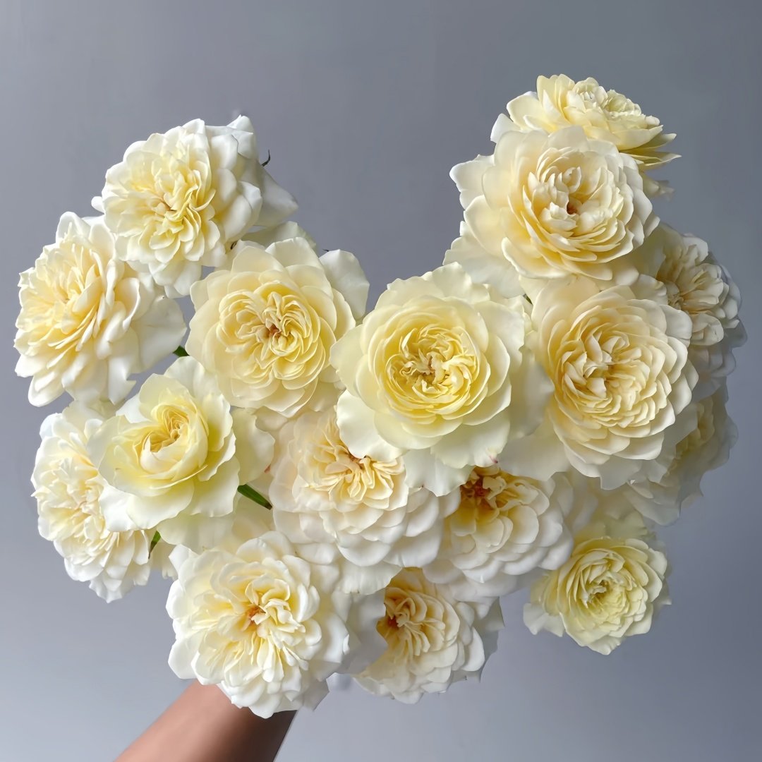 Yellow Mikoto Rose Plant|黄美琴 image 9