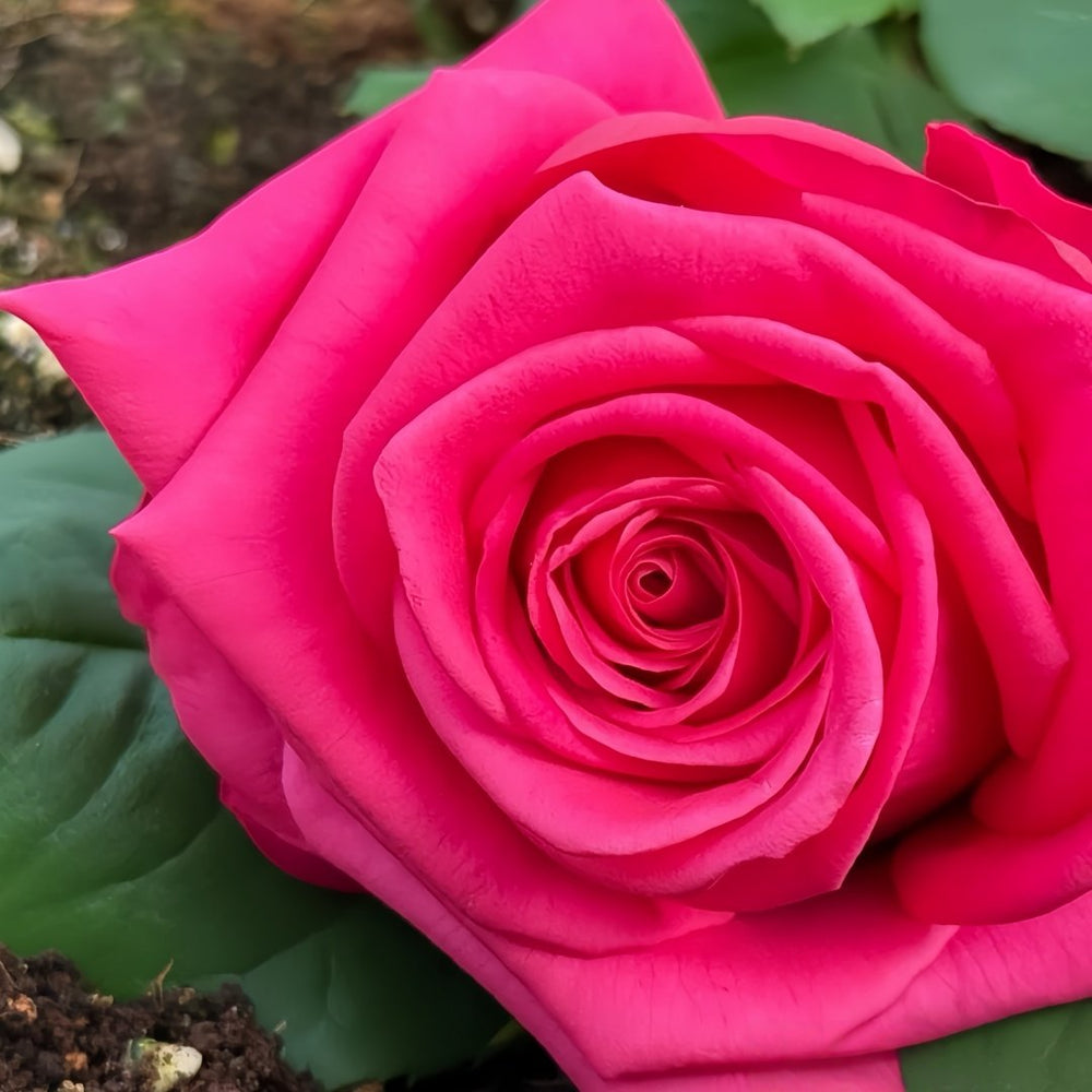 Pink Floyd Rose Plant｜弗洛伊德 image 7