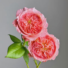 Summer Fireworks Rose Plant|夏日花火 image 1