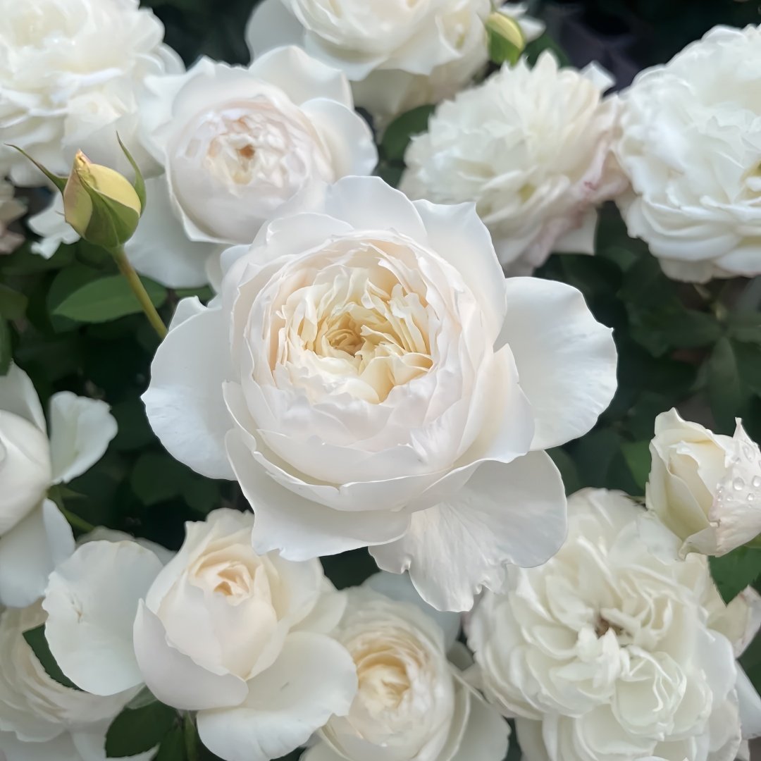 Princess Miyuki Rose Plant｜美雪公主 image 3