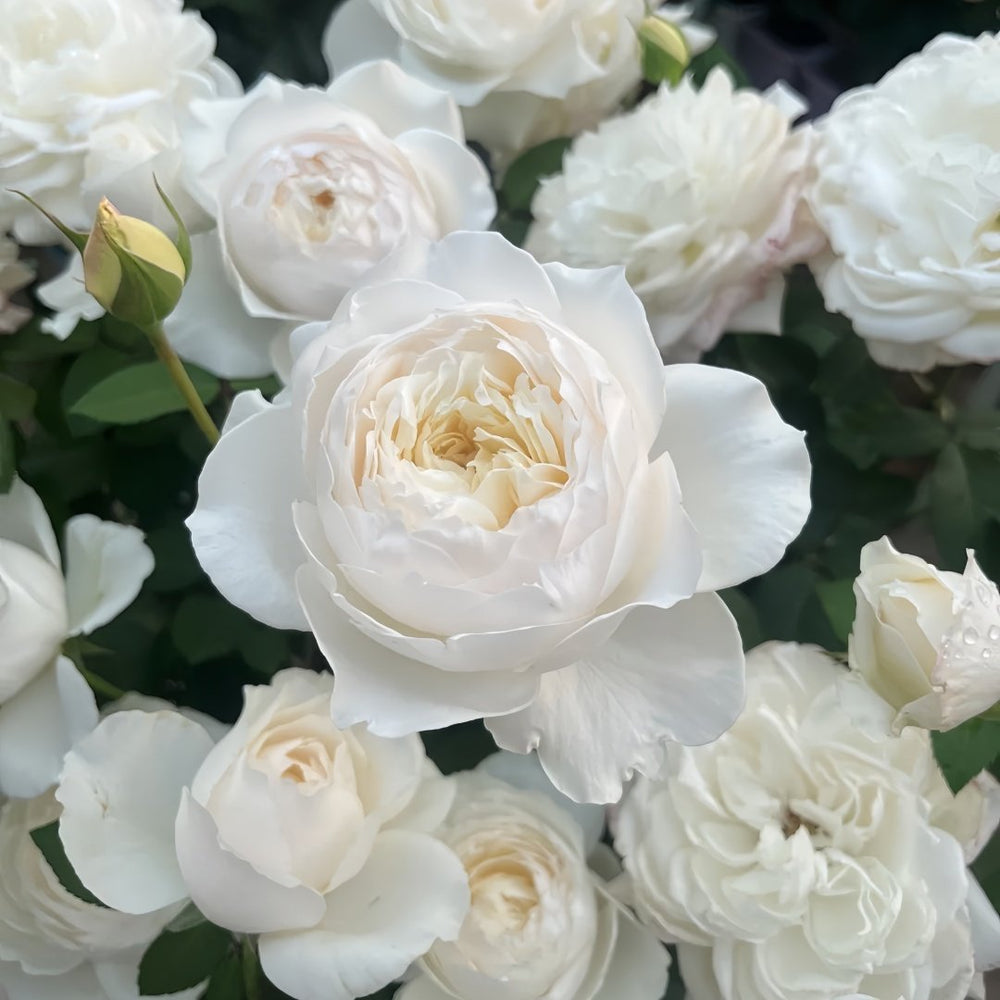 Princess Miyuki Rose Plant｜美雪公主 image 3