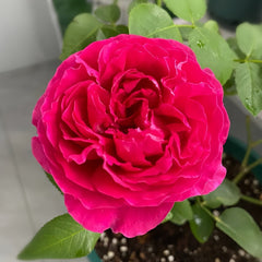 Deep impression Rose Plant|惊鸿 image 3