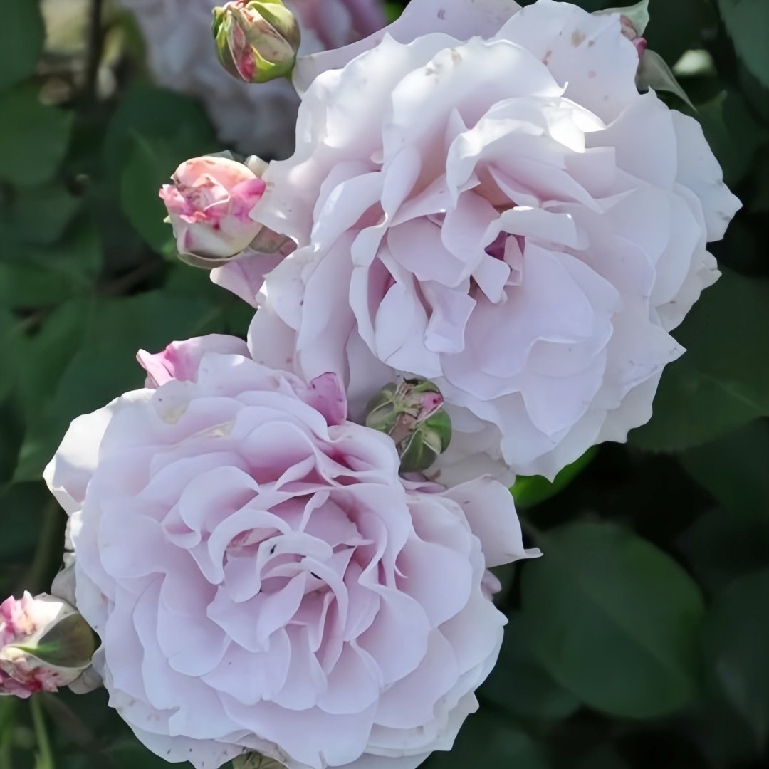 La mariee Rose Plant｜新婚 image 7
