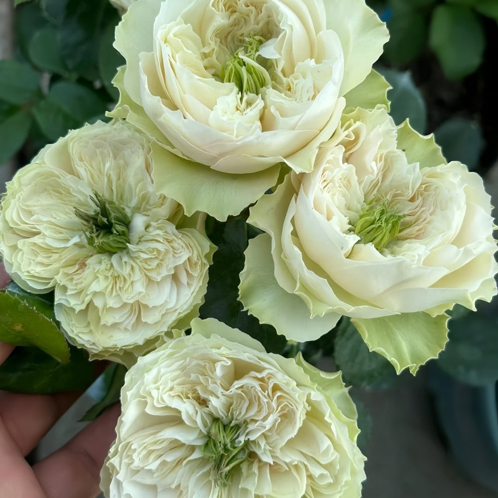 Whitby Abbey Rose Plant|惠特比修道院 image 7