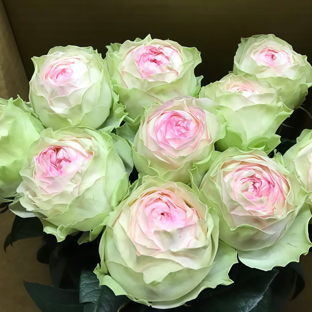 Armure Blanche Rose Plant |幻彩 image 0