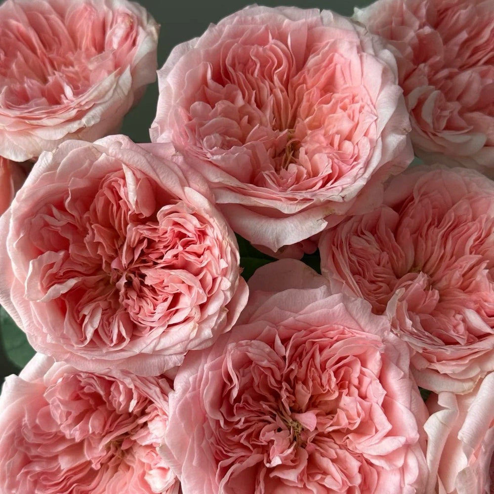 Mayfield Rose Plant|梅菲尔德 image 2