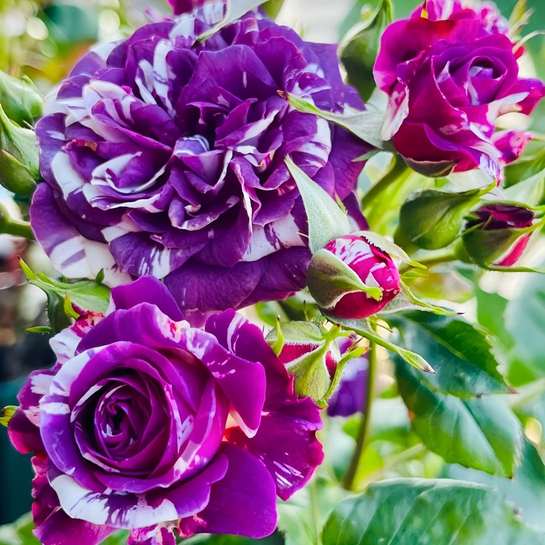Scented Jewel Rose Plant|芬芳宝石 image 8