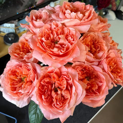 Dragonfly Rose Plant|蜻蜓/飞龙在天 image 1
