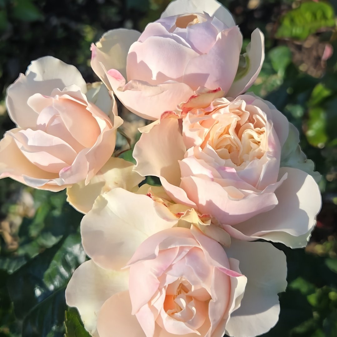 Darlington Rose Plant | 达林顿 image 3