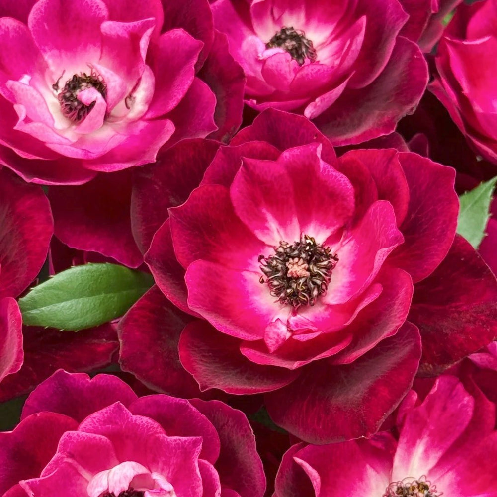 Burgundy lceberg Rose Plant|葡萄冰山 image 6