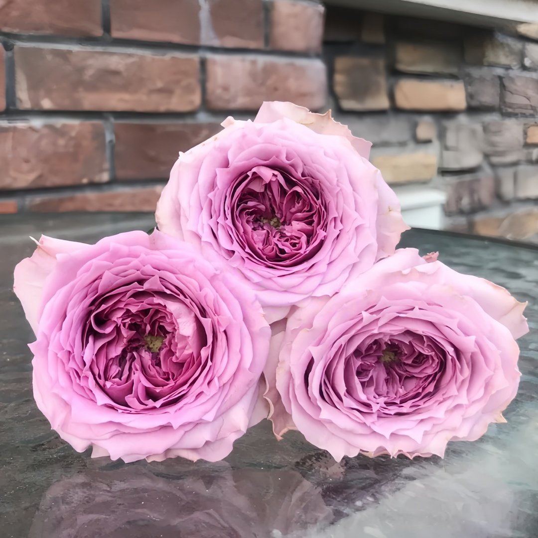 Country Spirit Song Rose Plant|乡村音乐 image 4