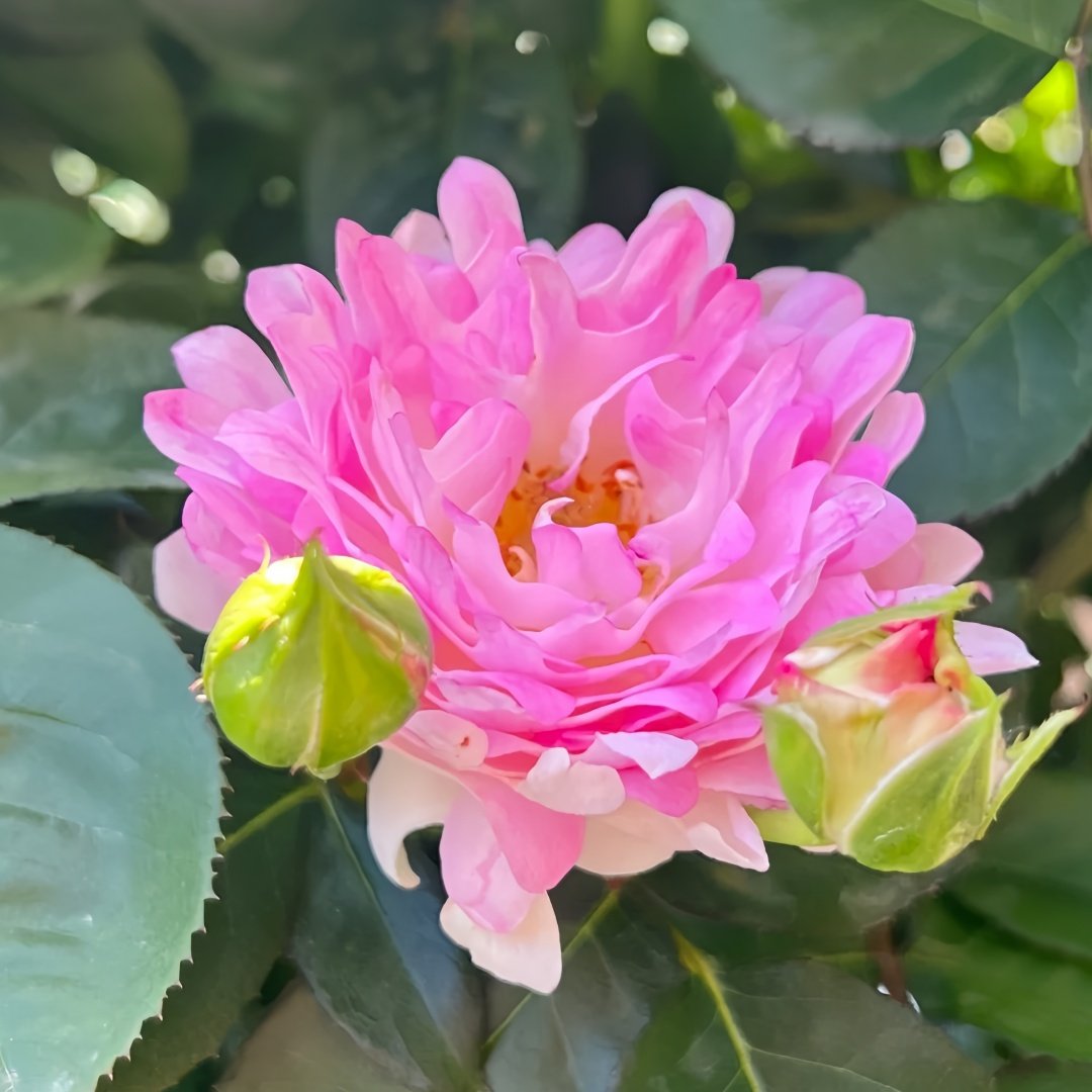 Sea Anemone Rose Plant | 海葵 image 3