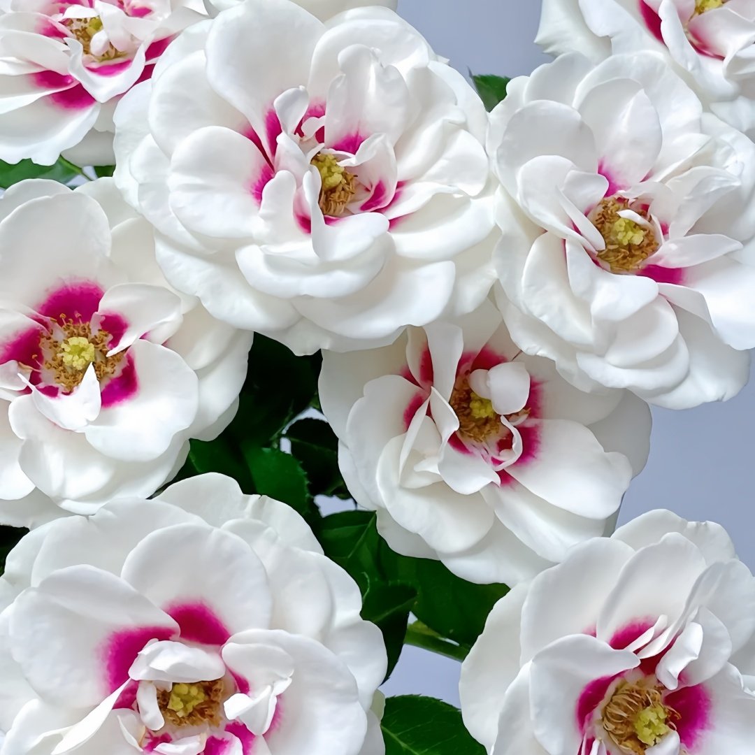 Brideside Rose Plant｜桥边之约 image 2